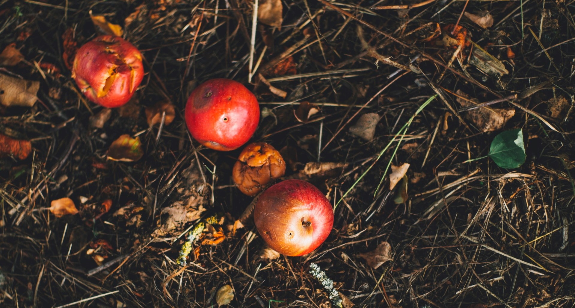 http://déchet%20agroalimentaire%20compost